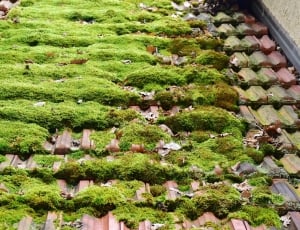 green moss on roof thumbnail