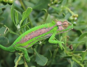 green and gray chameleon thumbnail