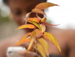 brown leaf plant thumbnail