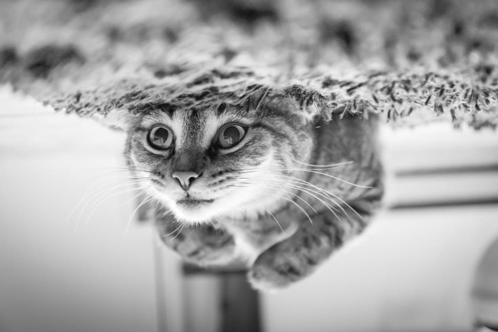 grayscale photo of a cat preview