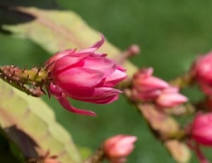 pink flower buds thumbnail