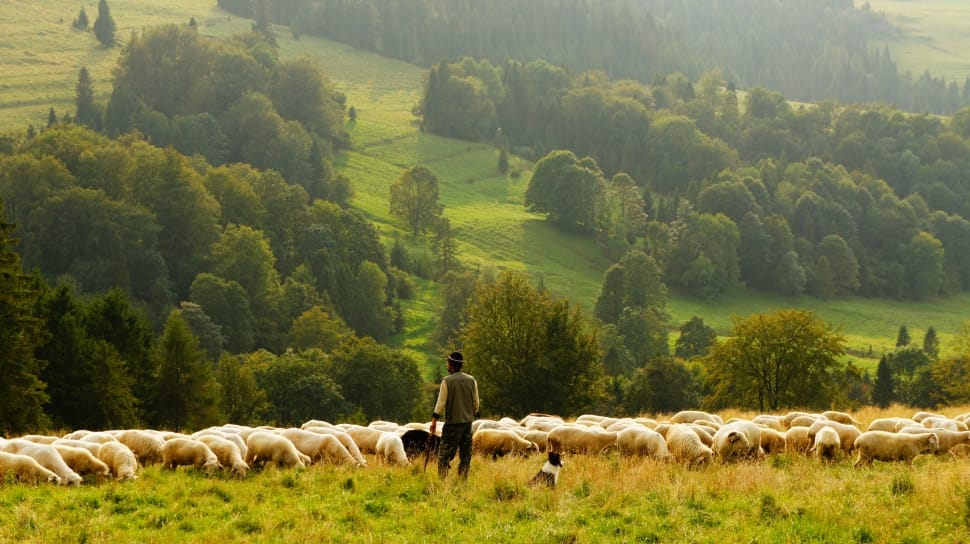 man in white and gray long sleeve tops and black pants outfit standing beside brown and white dog at green grass field beside herd of sheep near green trees during daytime preview