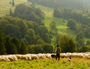 man in white and gray long sleeve tops and black pants outfit standing beside brown and white dog at green grass field beside herd of sheep near green trees during daytime thumbnail