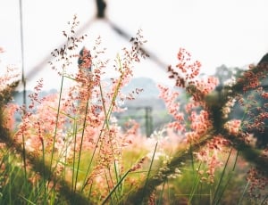 pink flower field during daytime thumbnail