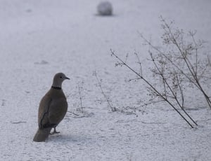 gray and black pigeon thumbnail