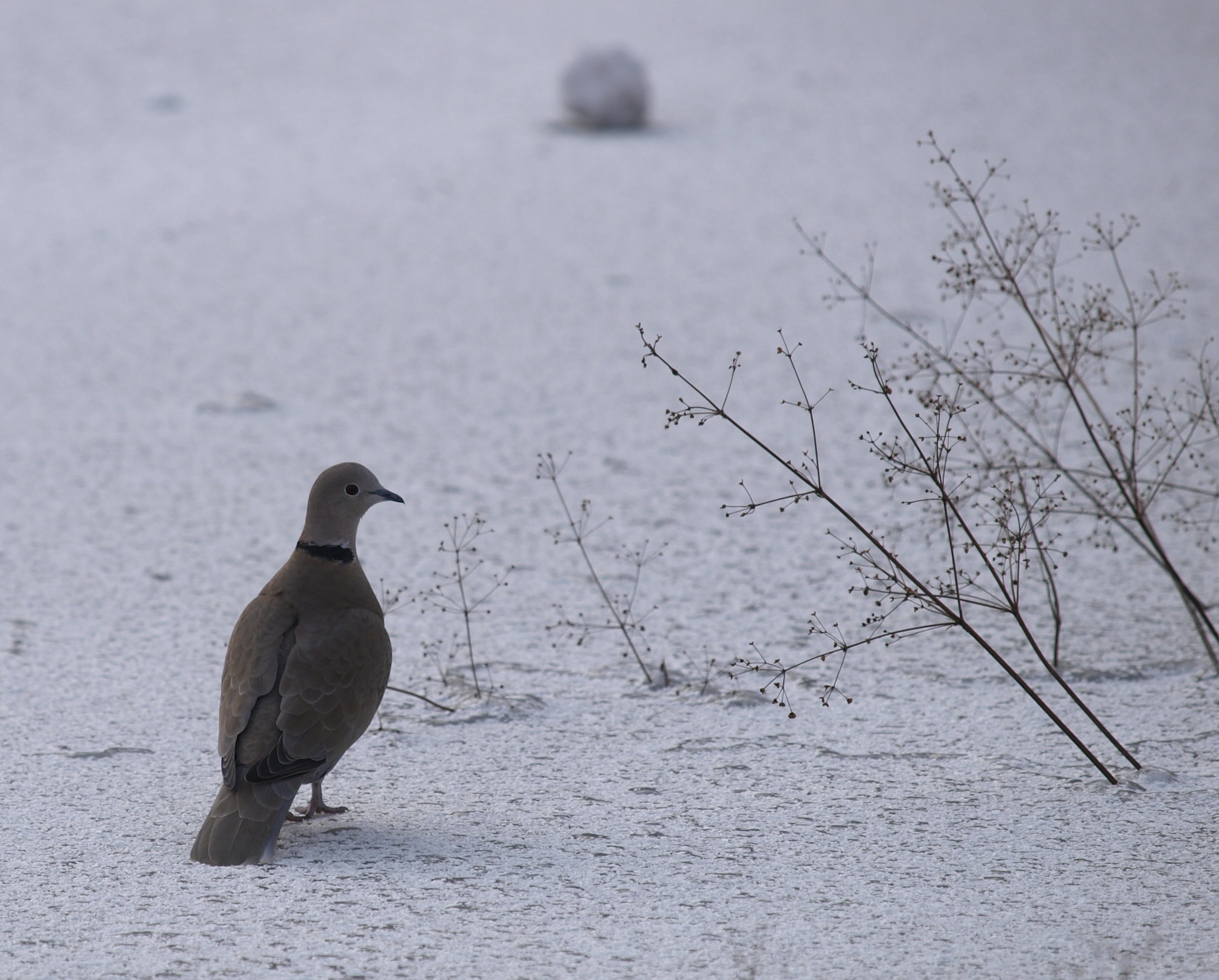 gray and black pigeon