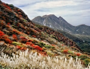 green mountain with red flowers thumbnail