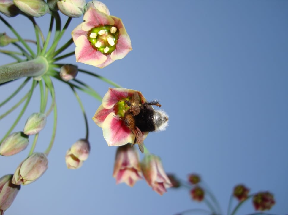 Bumblebee, Flower, Nectar, Sunny, Sky, flower, fragility preview