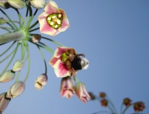 Bumblebee, Flower, Nectar, Sunny, Sky, flower, fragility thumbnail