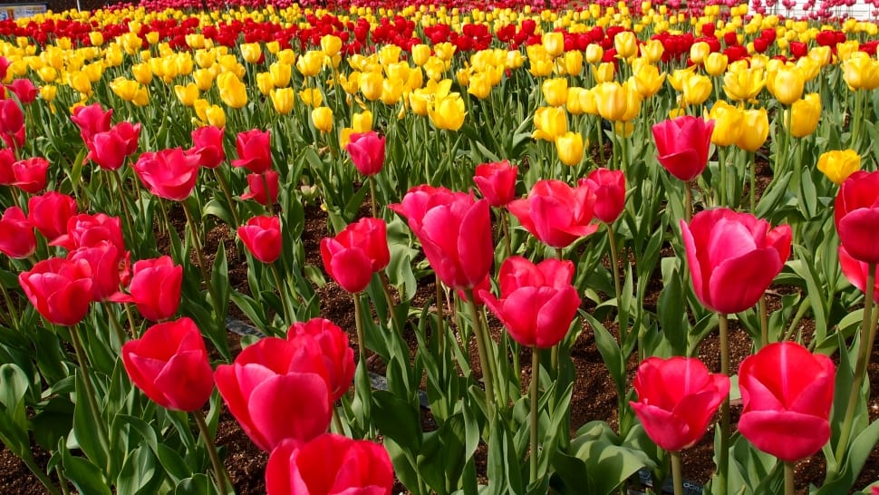 photo of red-and-yellow tulips flowers preview