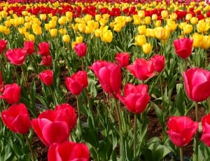 photo of red-and-yellow tulips flowers thumbnail