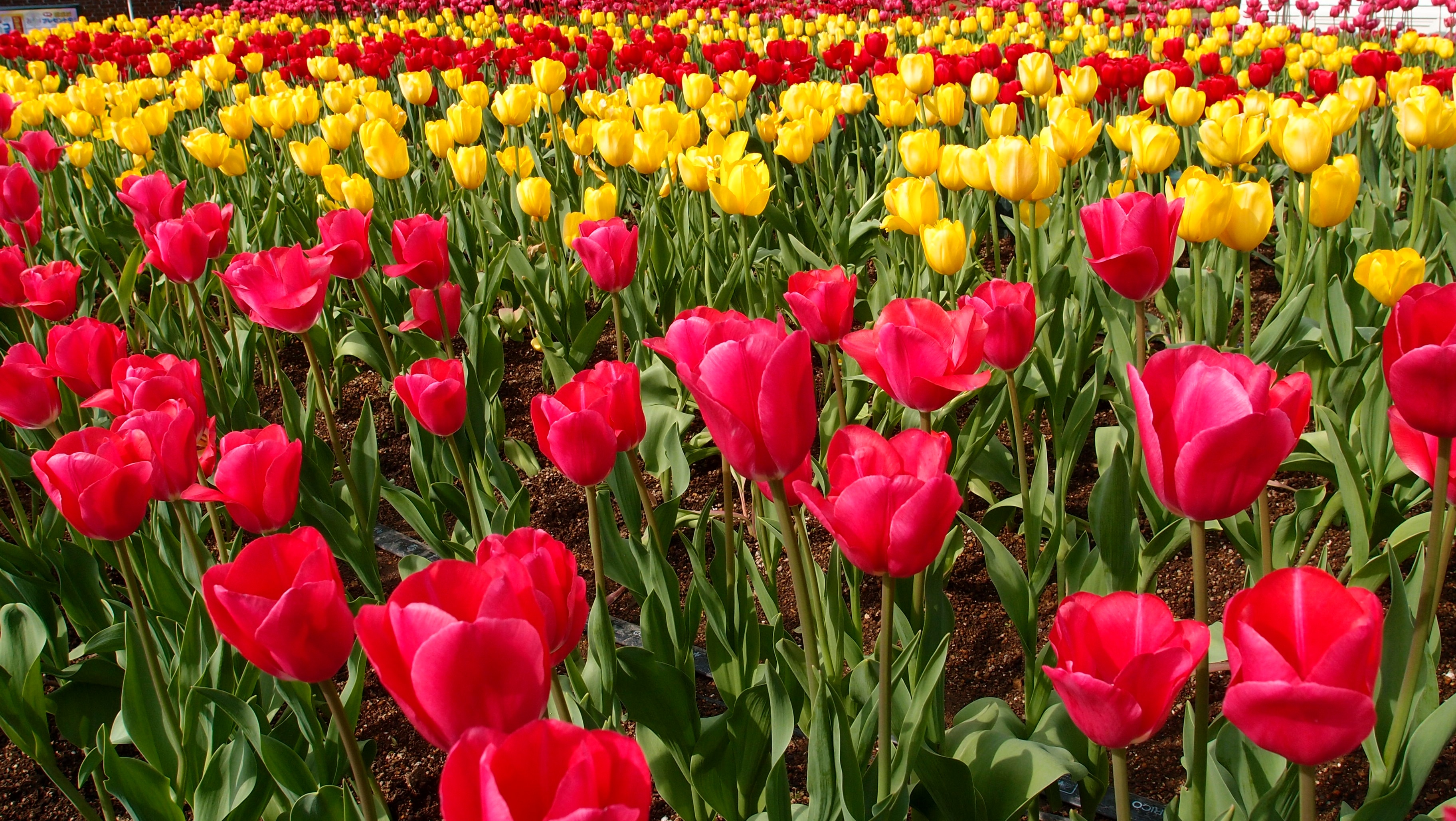 photo of red-and-yellow tulips flowers
