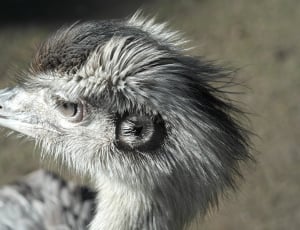 grey and black ostrich thumbnail