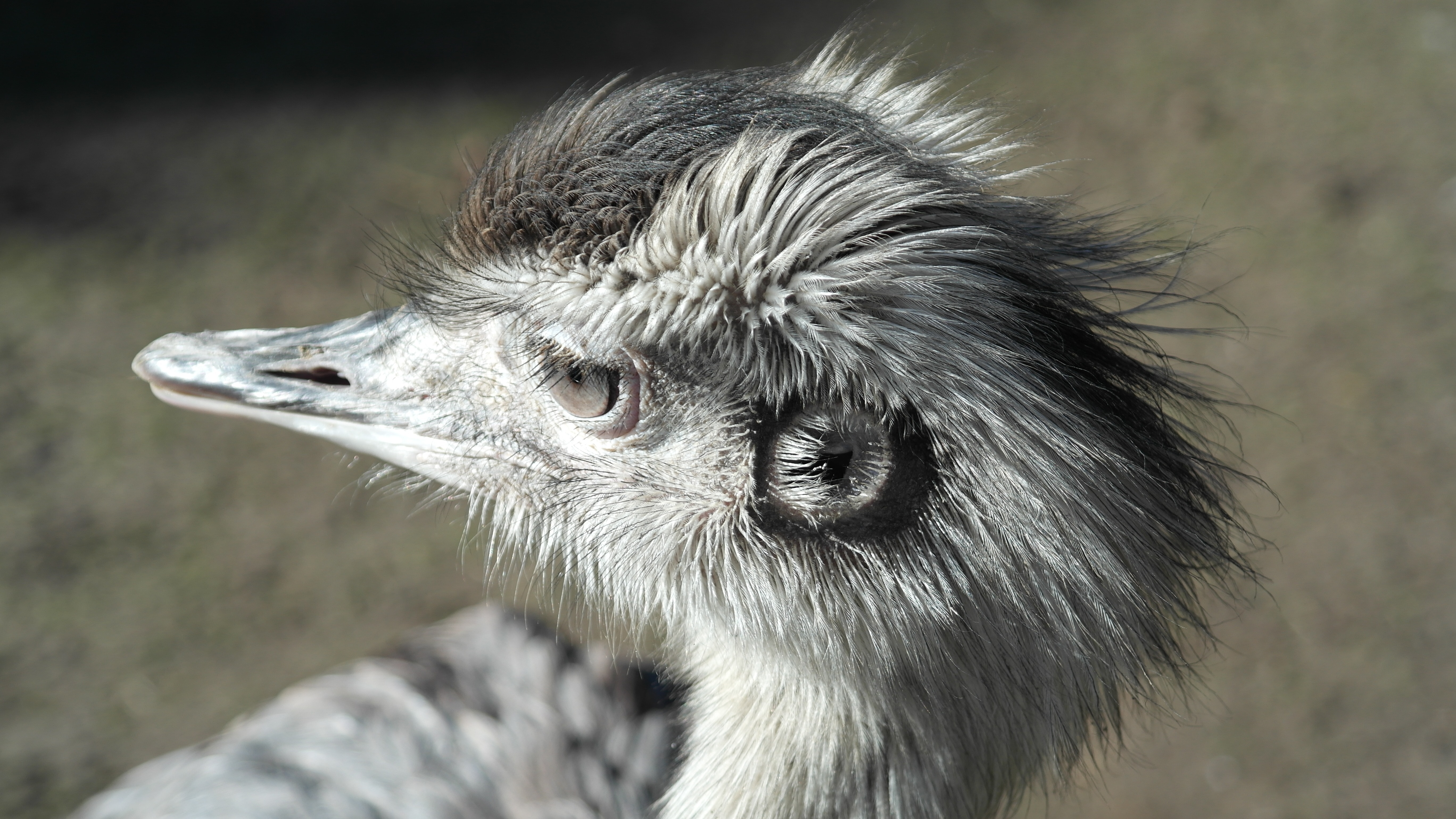 grey and black ostrich