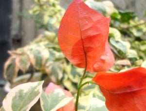 Blossoms, Petals, Red, Orange, Flowers, leaf, growth thumbnail