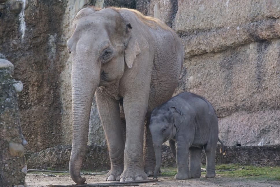 Young Elephant, Baby Elephant, Elephant, animals in the wild, animal themes preview