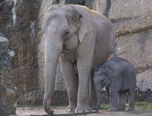 Young Elephant, Baby Elephant, Elephant, animals in the wild, animal themes thumbnail