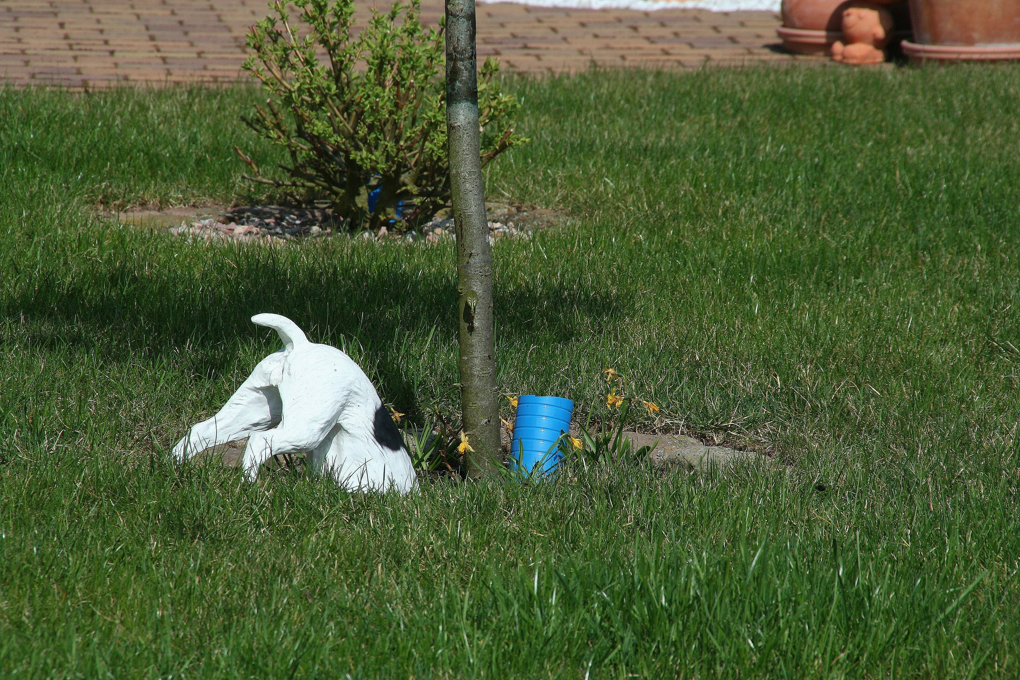 white and black short coated dog