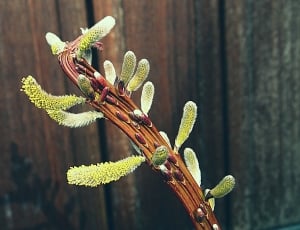 Pollen, Kittens, Branch, Fluff, Willow, plant, growth thumbnail