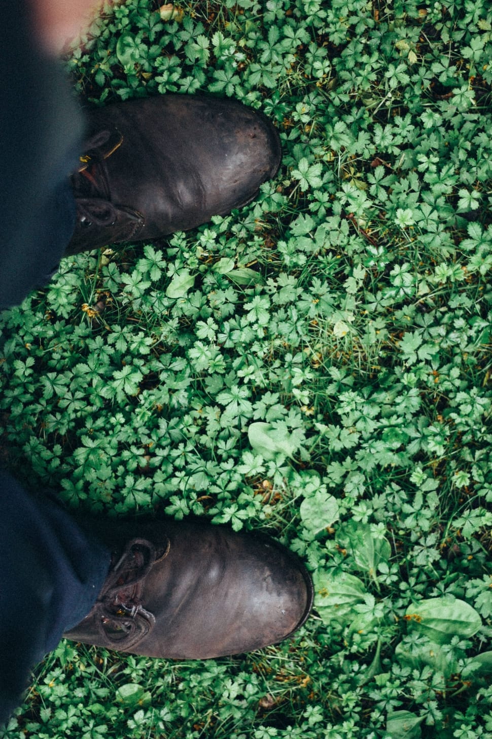human pair of black dress shoes standing in green leaf grass preview