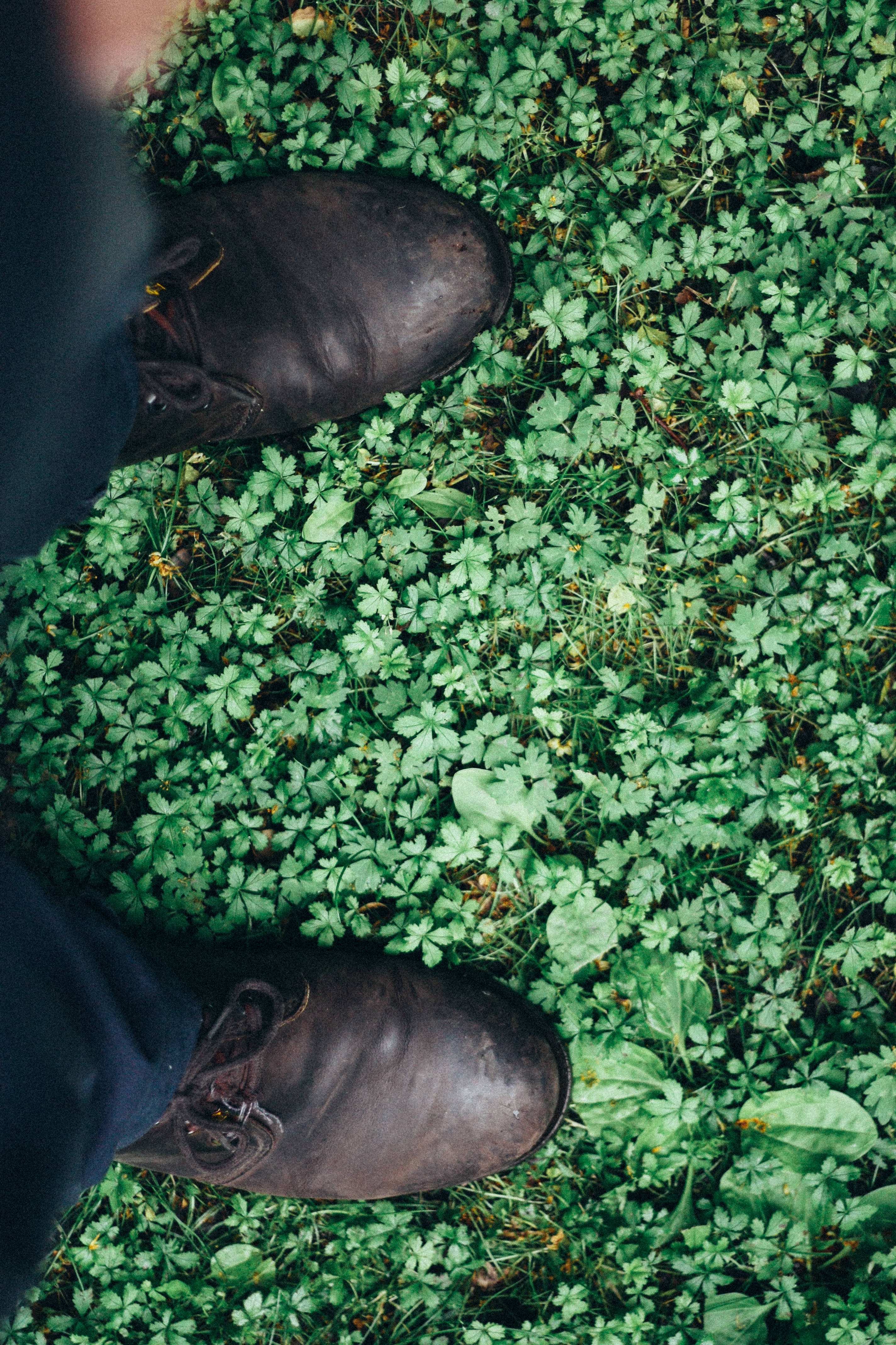 human pair of black dress shoes standing in green leaf grass