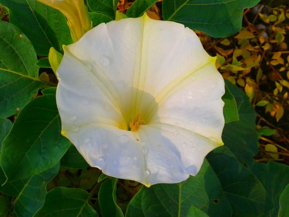 white morning glory preview