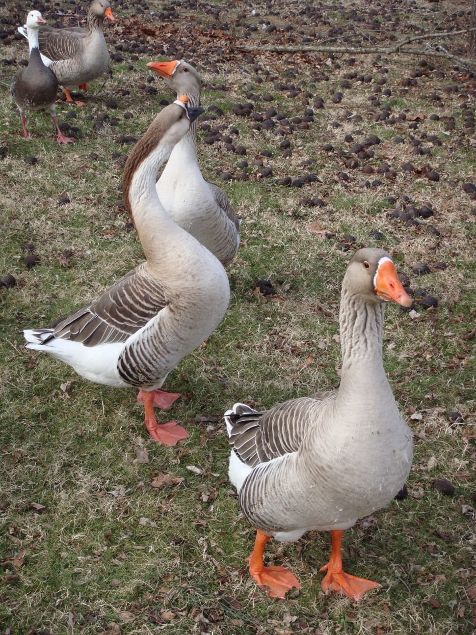 canadian goose flock preview