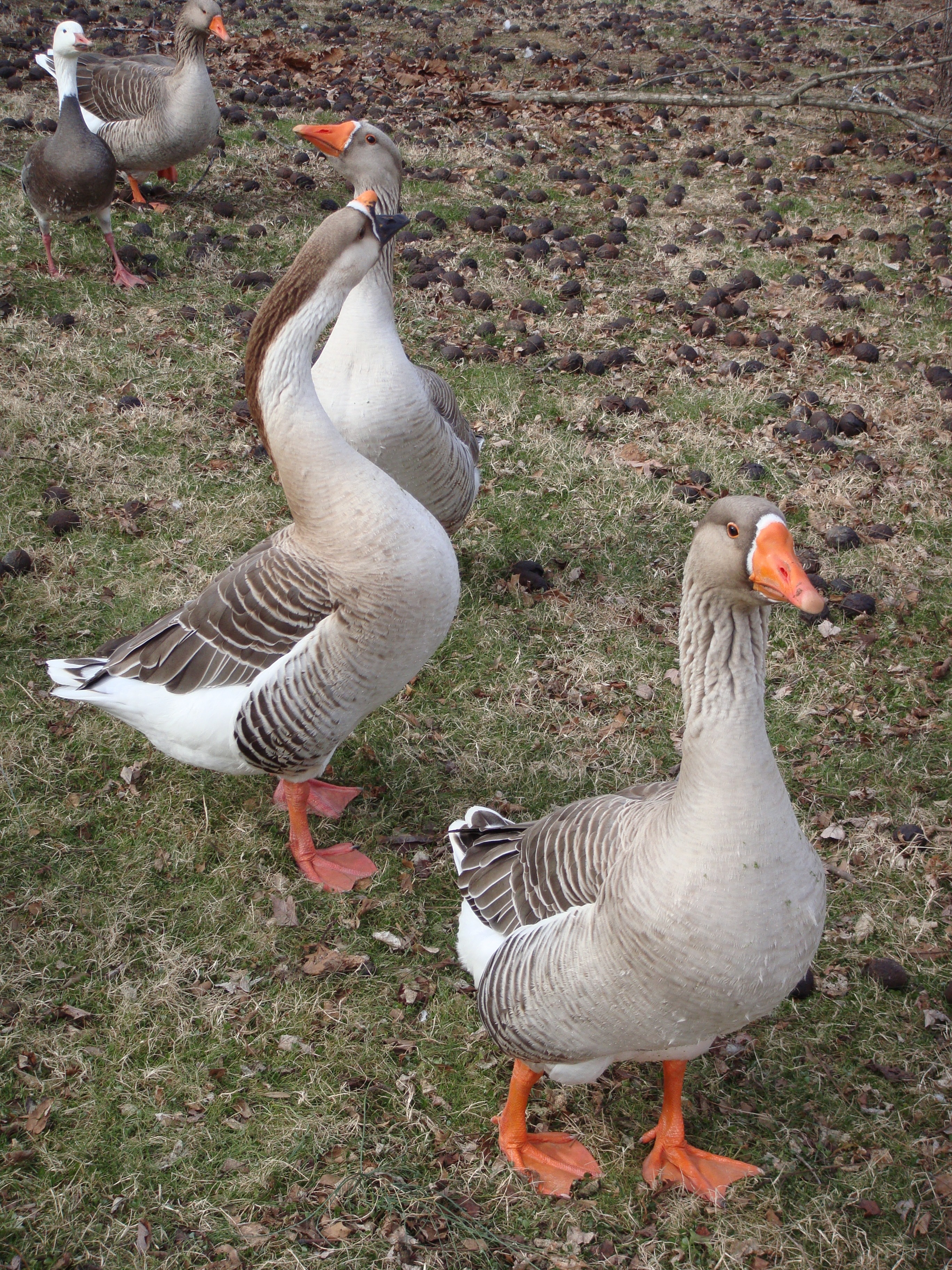 canadian goose flock
