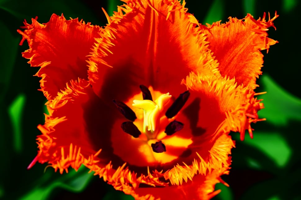 orange jagged tulip preview