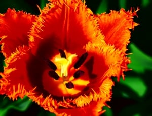 orange jagged tulip thumbnail