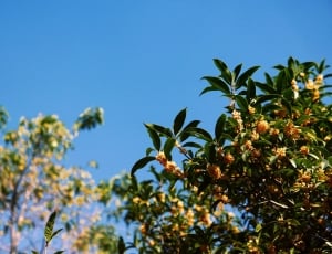 yellow and green tree under blue sky thumbnail