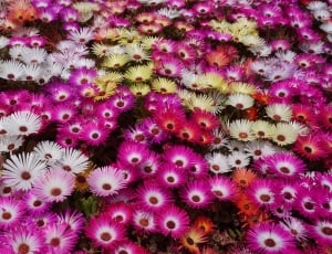 bed of pink, white, and yellow flowers thumbnail