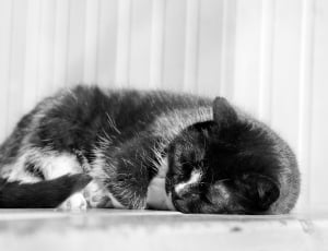 grayscale photo of black and white fur cat lying on white surface thumbnail