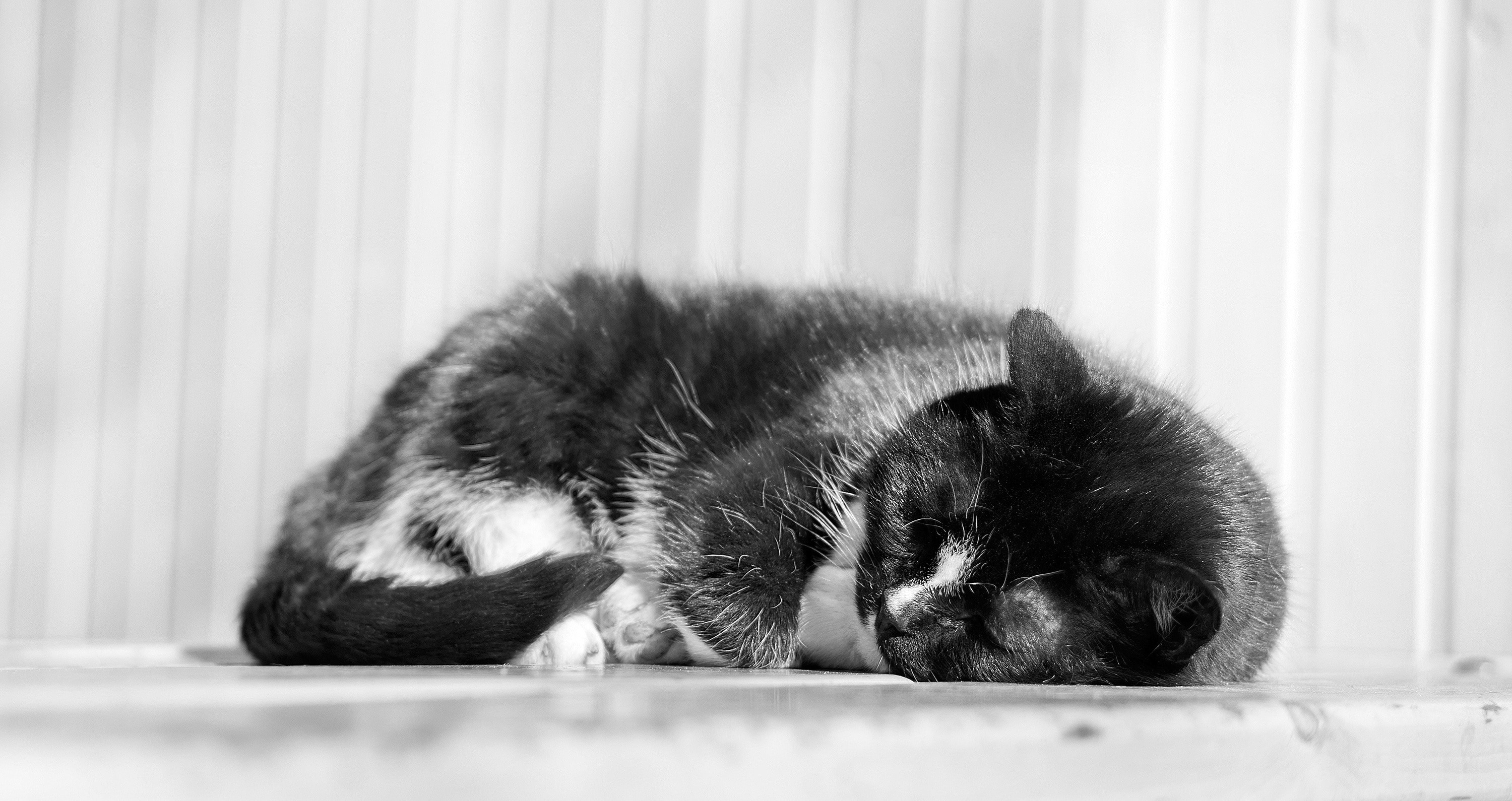 grayscale photo of black and white fur cat lying on white surface