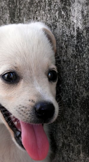 white short coat puppy thumbnail