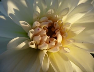 white petaled flower thumbnail