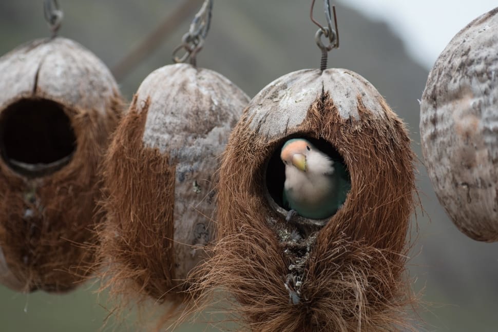 bird on coconut shell hanged preview