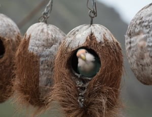 bird on coconut shell hanged thumbnail