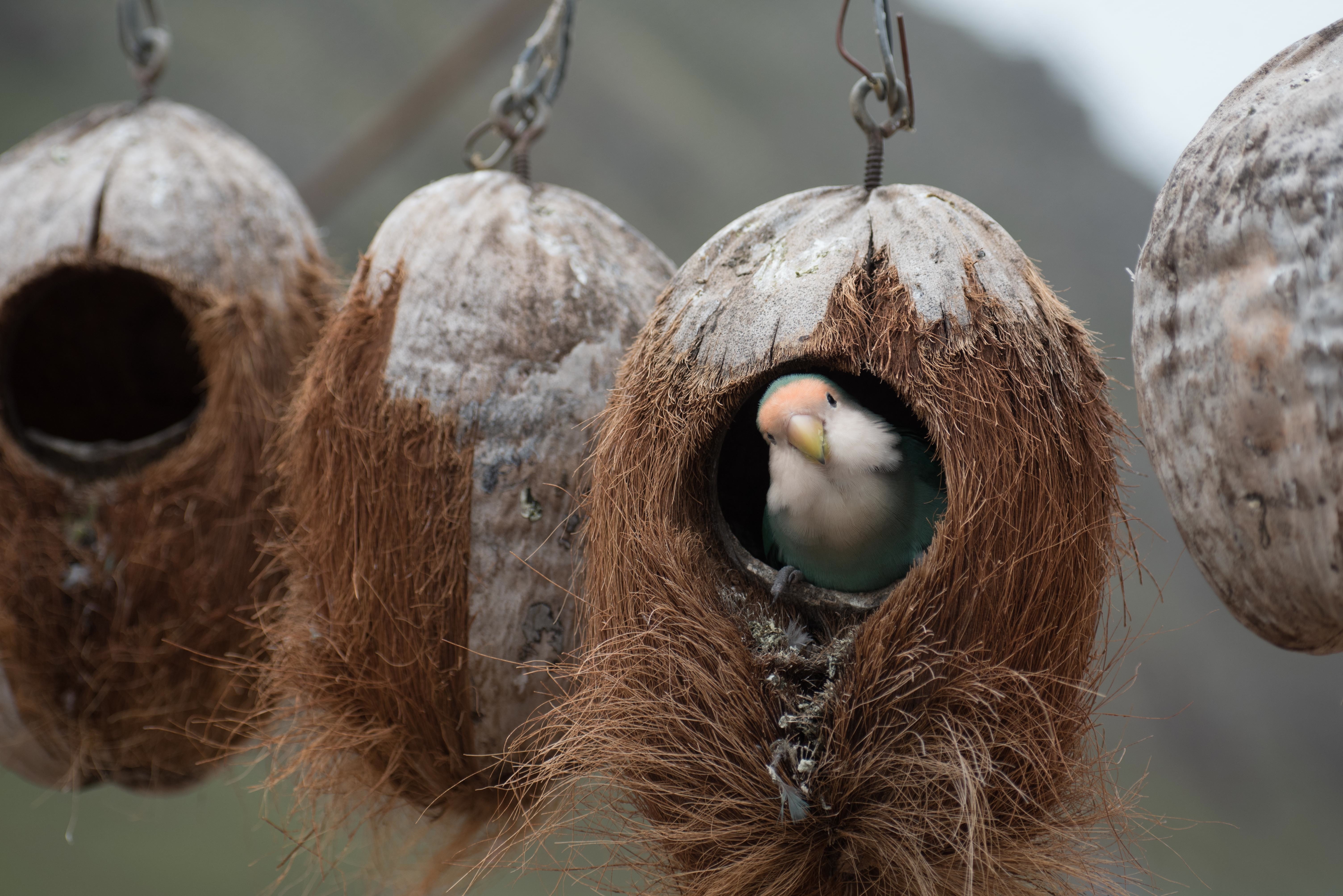bird on coconut shell hanged