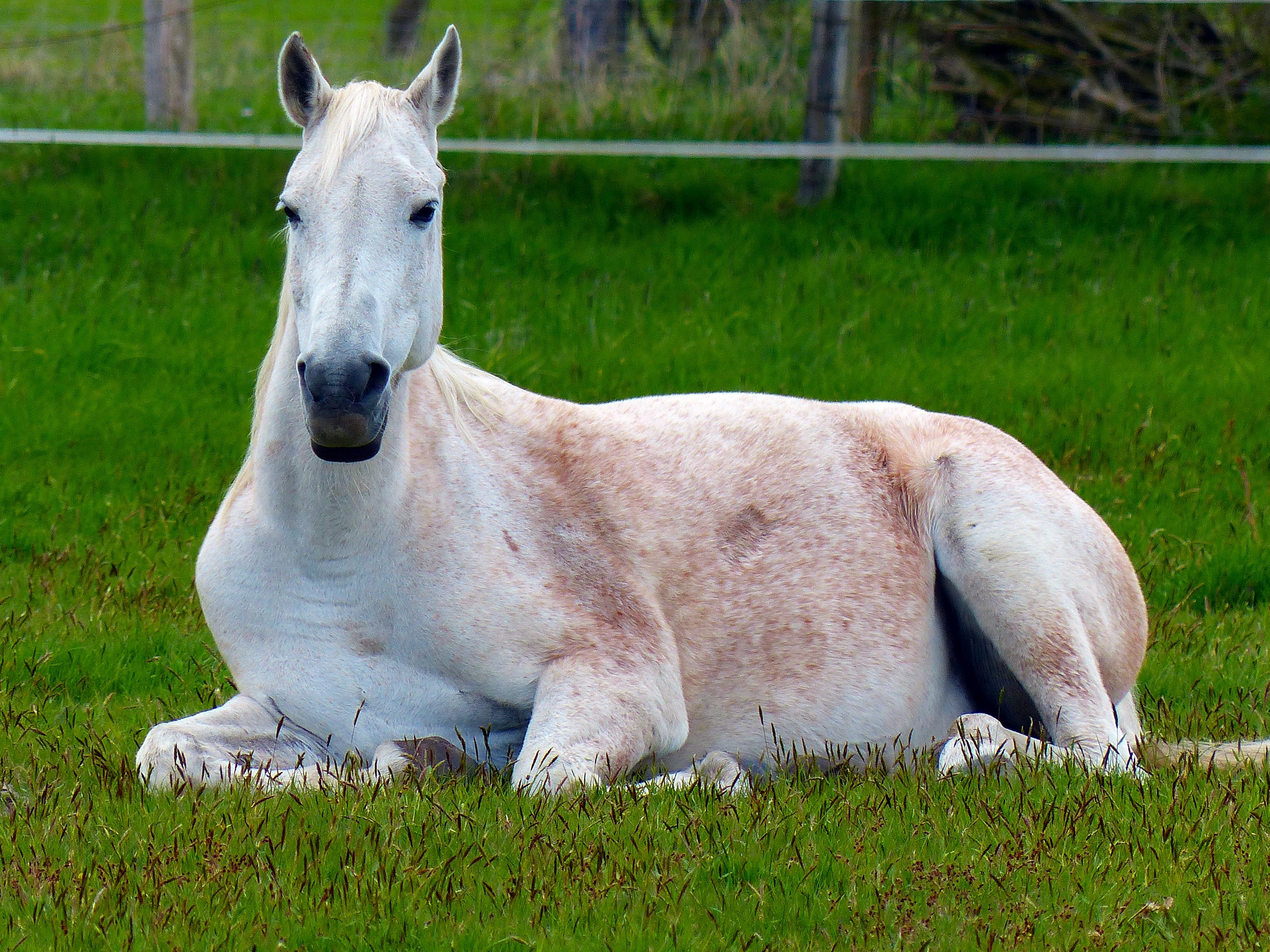 white and brown horse