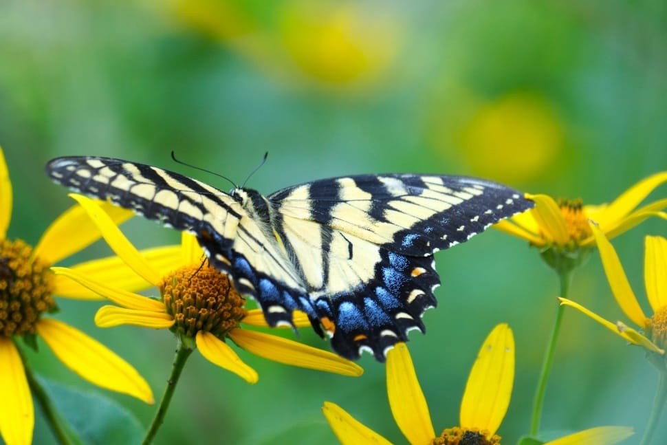 eastern tiger swallowtail preview