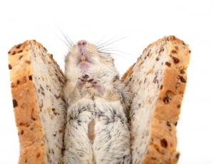 bread with mice thumbnail