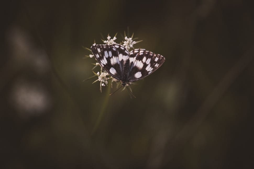 marbled white butterfly preview