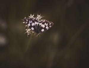 marbled white butterfly thumbnail