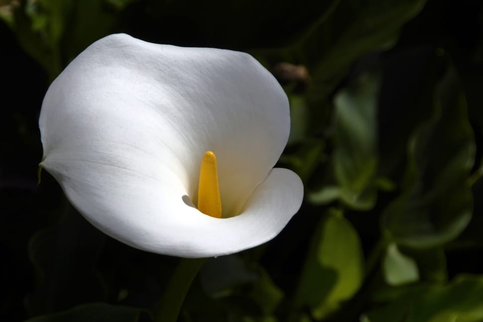 white calla lily preview