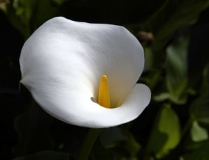 white calla lily thumbnail