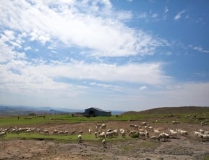 herd of sheep during daytime thumbnail