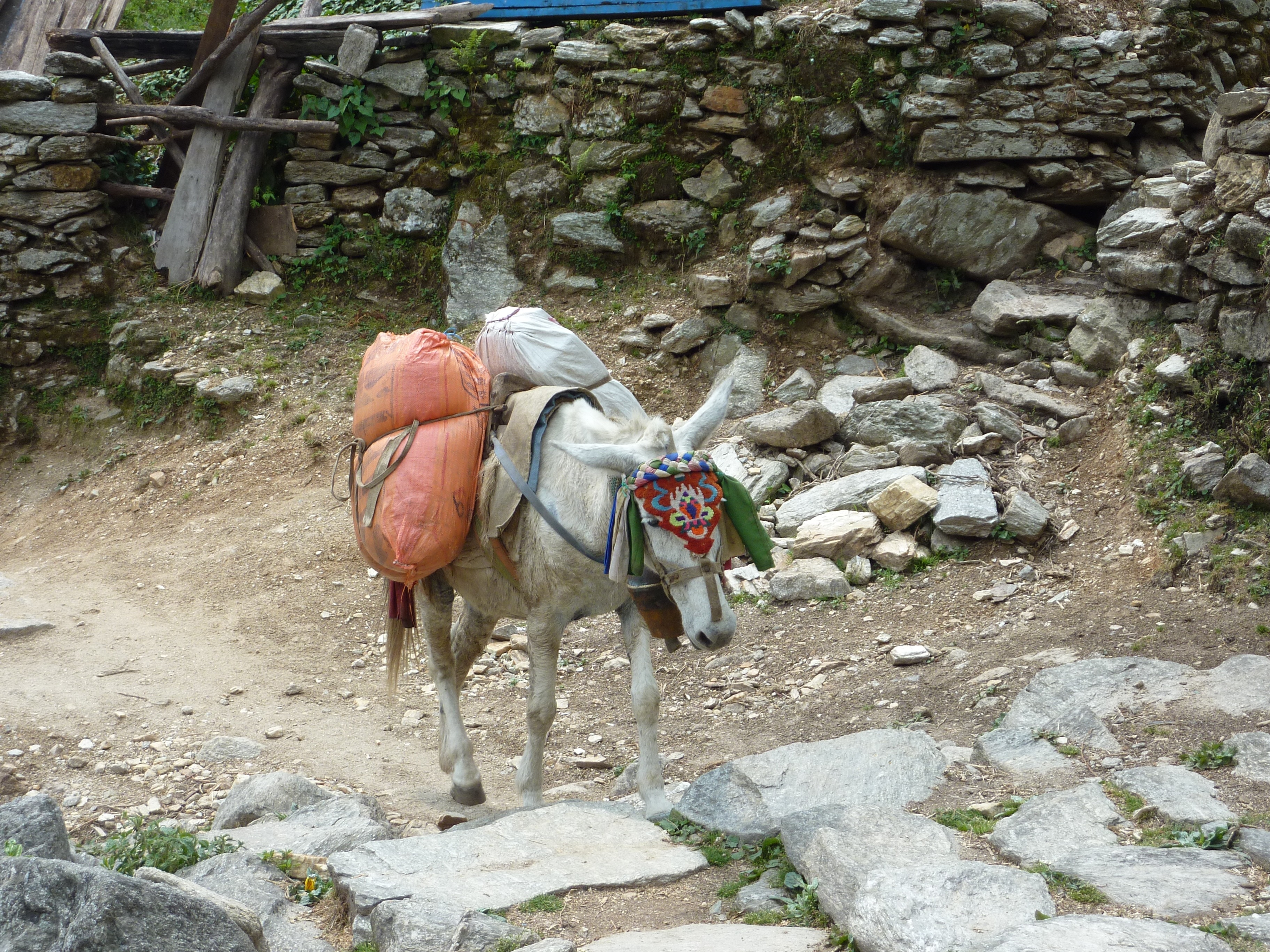 Himalayas, Donkey, Annapurna, Nepal, rock - object, animal wildlife
