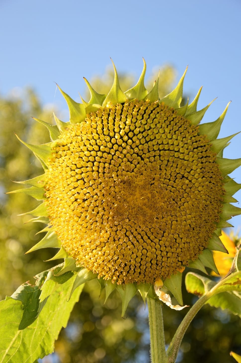Sunflower, Flower, Floral, Plant, flower, nature preview