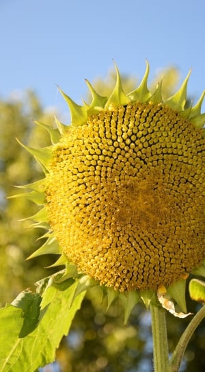 Sunflower, Flower, Floral, Plant, flower, nature thumbnail